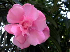 ���ڤϿ����ߤ���