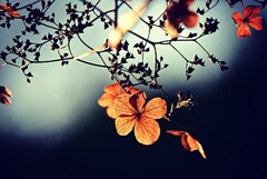 ��������פäƤ�������