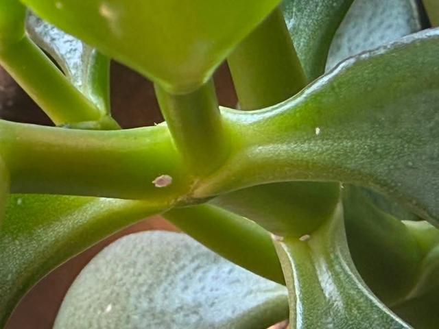 ��Τʤ��ڤ���4
