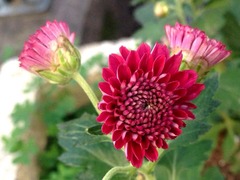 �ܰ�Ԥ���Ԥ��ޤ���