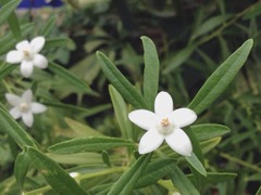 ��ǯ��e-tax�Ϥɤä��Υ����ɤǽ���뤫