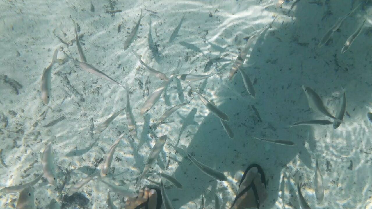 タヒチ ポリネシアの島のシュノーケリングで見れる魚 Nanami San Vlog タヒチ ポリネシアの島のシュノーケリングで見れる魚 Nanami San Vlog