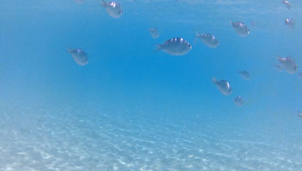 タヒチ ポリネシアの島のシュノーケリングで見れる魚 Nanami San Vlog タヒチ ポリネシアの島のシュノーケリングで見れる魚 Nanami San Vlog
