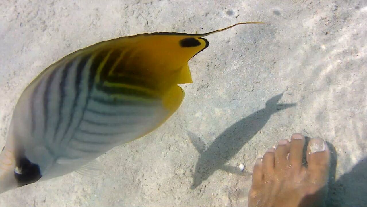 タヒチ ポリネシアの島のシュノーケリングで見れる魚 Nanami San Vlog タヒチ ポリネシアの島のシュノーケリングで見れる魚 Nanami San Vlog