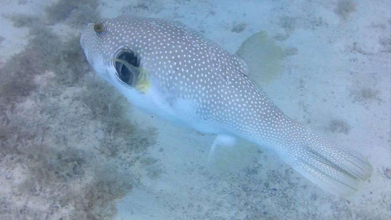タヒチ ポリネシアの島のシュノーケリングで見れる魚 Nanami San Vlog タヒチ ポリネシアの島のシュノーケリングで見れる魚 Nanami San Vlog