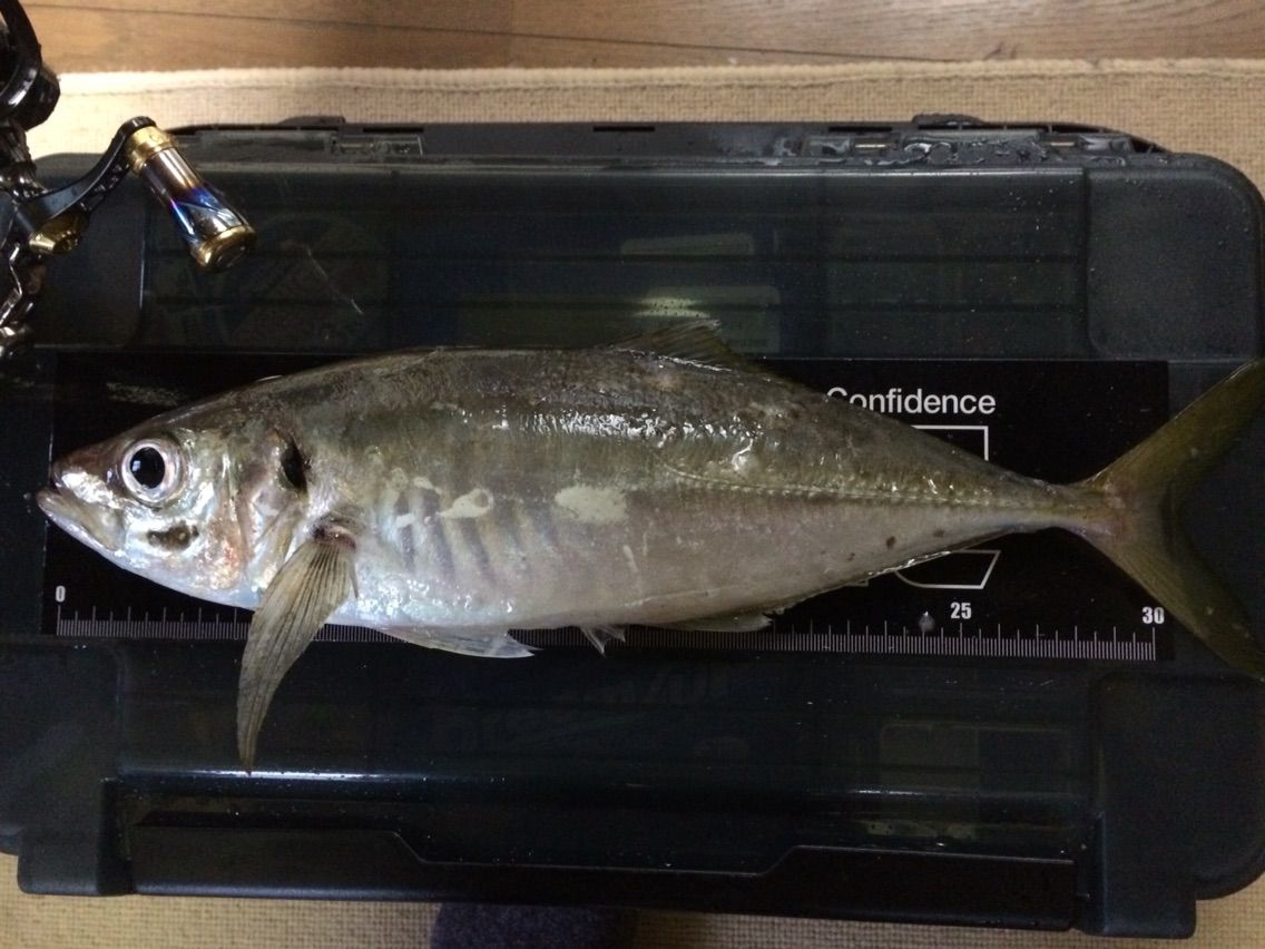 尺アジを追う 志摩を釣る