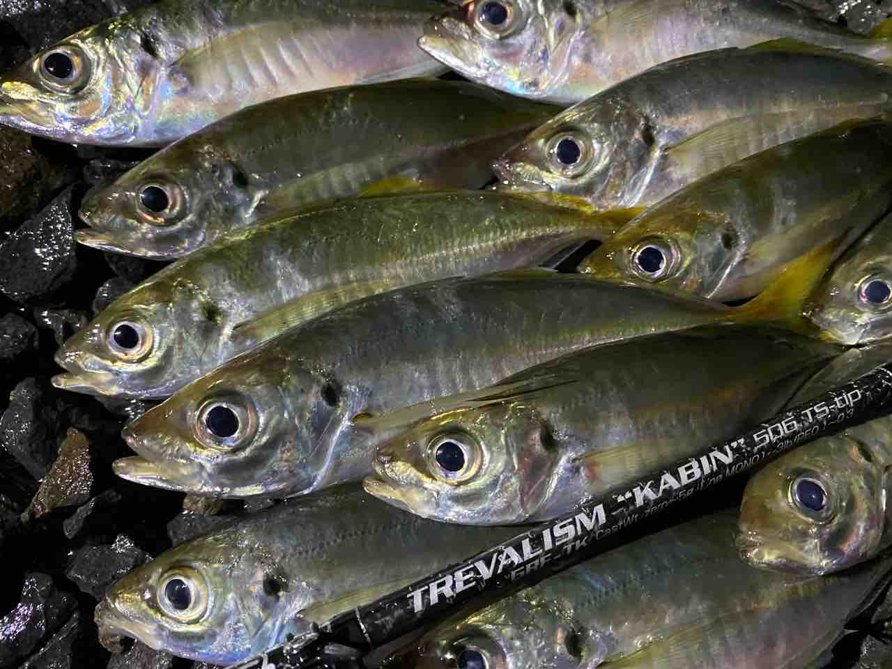 アジを求めて 志摩を釣る アジを求めて 志摩を釣る