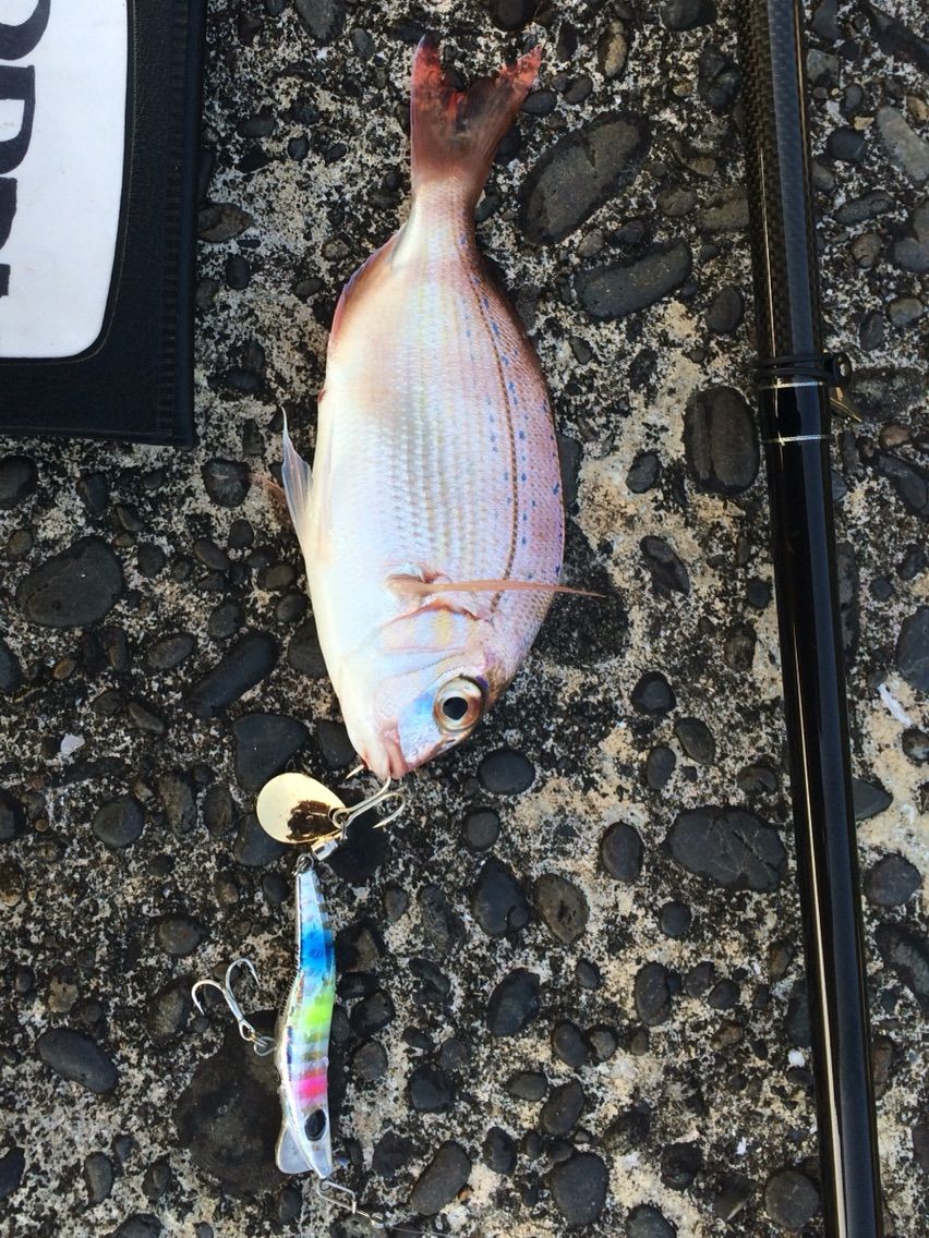 メタルマルは 魚種限定解除 志摩を釣る メタルマルは 魚種限定解除 志摩を釣る