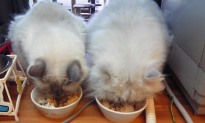卵かけご飯を食べる猫 犬と猫に手作りごはん 卵かけご飯を食べる猫 犬と猫に手作りごはん
