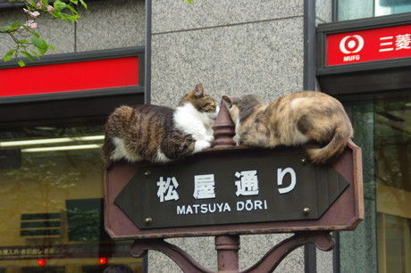 銀座 松屋通りの看板に2匹の猫がのる ナナシ的エンタメすたいるｎｅｔプラス