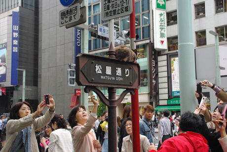 松屋通りの看板にのる猫 ナナシ的エンタメすたいるnetプラス 松屋通りの看板にのる猫 ナナシ的エンタメすたいるnetプラス