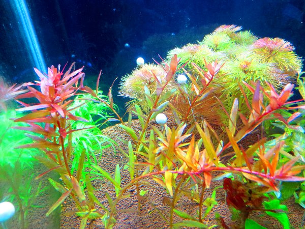 水槽がものすごく白濁してしまいました Suisou物語 水槽がものすごく白濁してしまいました Suisou物語