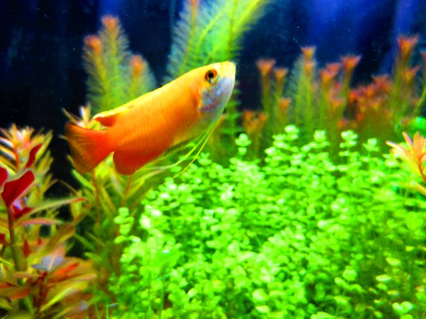 ゴールデンハニードワーフグラミーの飼育と接しかた Suisou物語