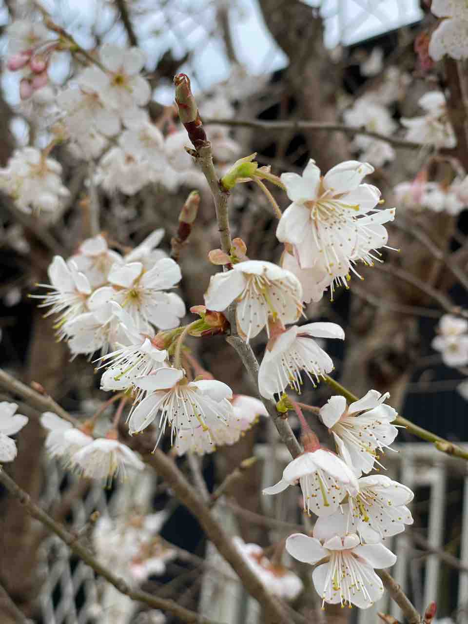 自宅庭のさくらんぼも 大府市のななつぼし行政書士事務所ブログ