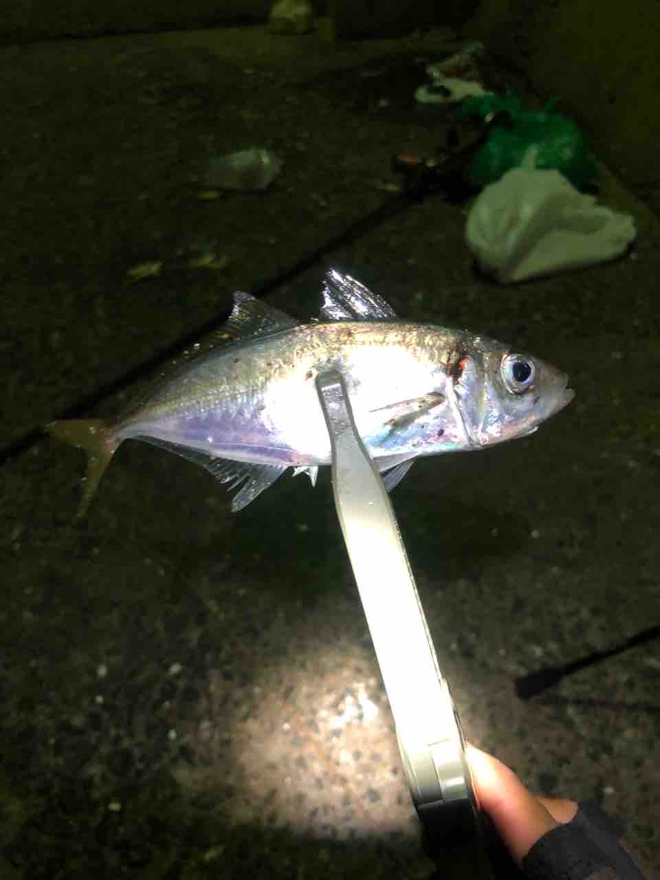 初めて目の前でイカが釣れるのをみた ななやんの釣り記録 初めて目の前でイカが釣れるのをみた ななやんの釣り記録