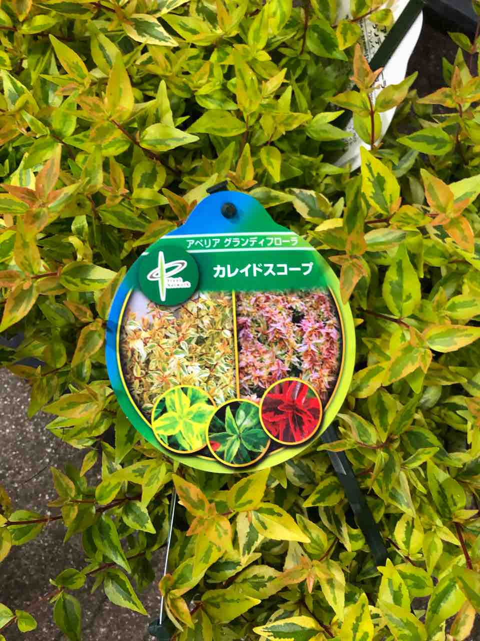 アベリアカレイドスコープ入荷 南坊園一宮市 南坊園のブログ アベリアカレイドスコープ入荷 南坊園一宮市 南坊園のブログ