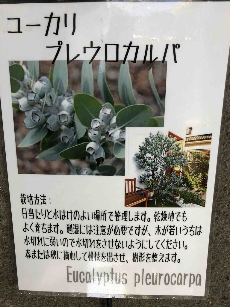 柊 五色ヒイラギ 縁起物 鬼門対策 並行輸入品 鬼門対策 柊 五色ヒイラギ 縁起物 鬼門対策 並行輸入品 鬼門対策