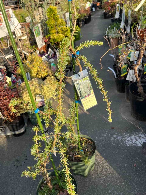 アトラスシーダーグラウカペンデュラ入荷 : 南坊園のブログ