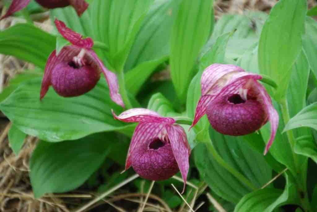釜無ホテイアツモリソウ開花 南坊園一宮市 : 南坊園のブログ
