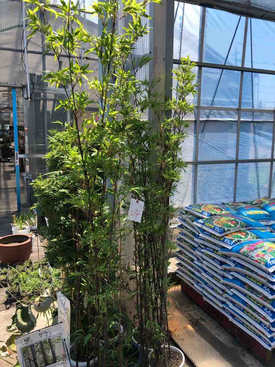 黒竹入荷 南坊園一宮市 南坊園のブログ