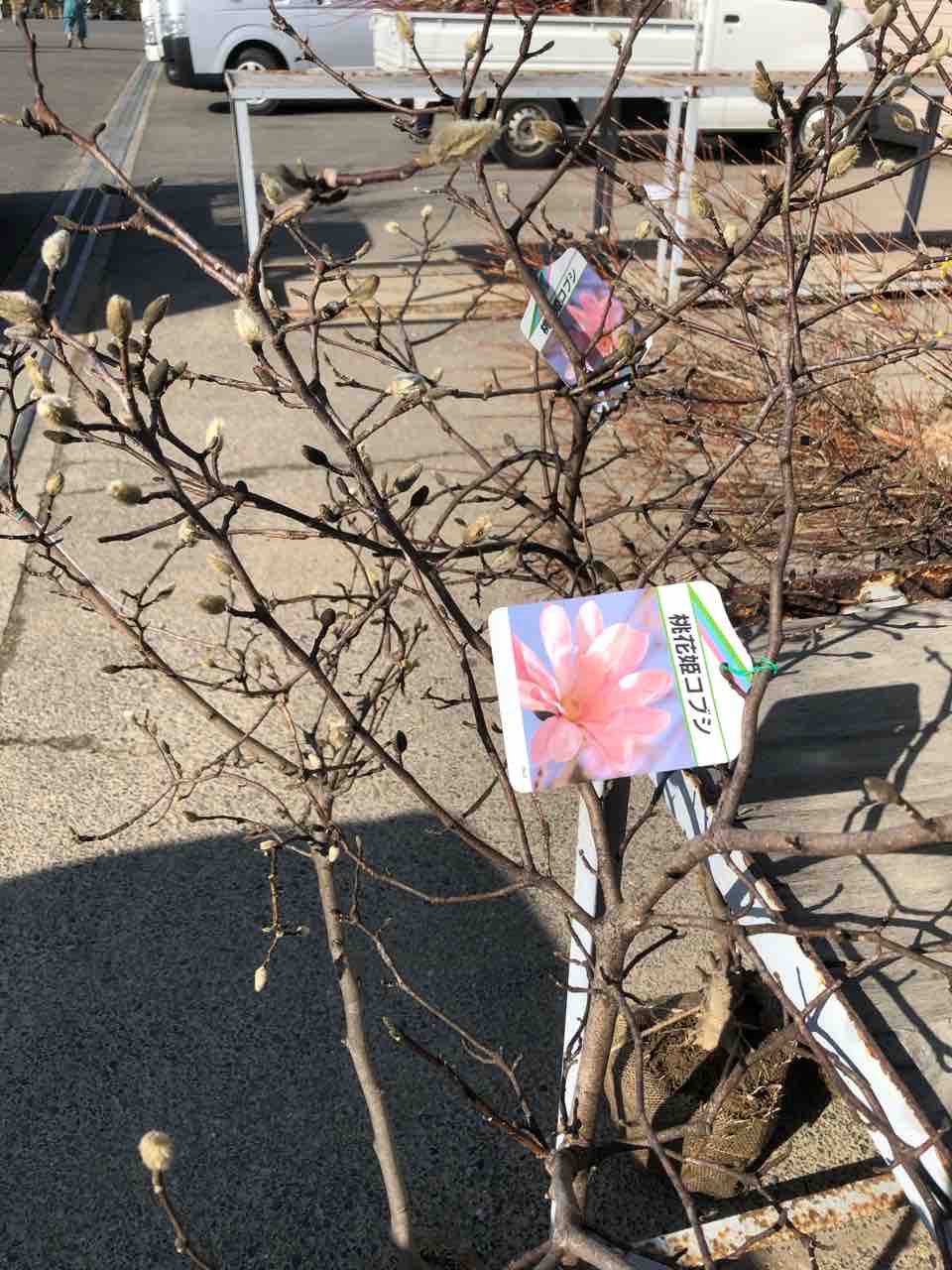 姫コブシ桃花入荷 南坊園一宮市 南坊園のブログ