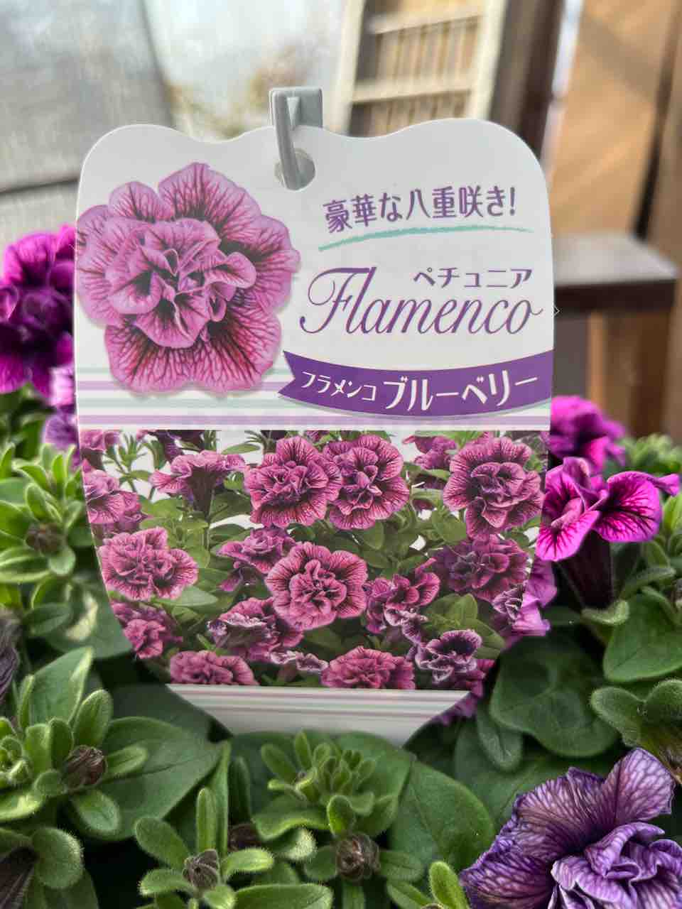 ペチュニアフラメンコブルーベリー入荷 南坊園一宮市 : 南坊園のブログ