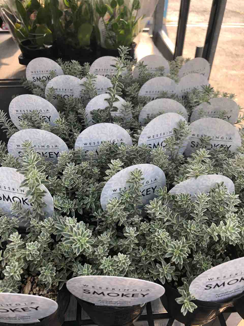 ウエストリンギア スモーキー入荷 南坊園一宮市 : 南坊園のブログ