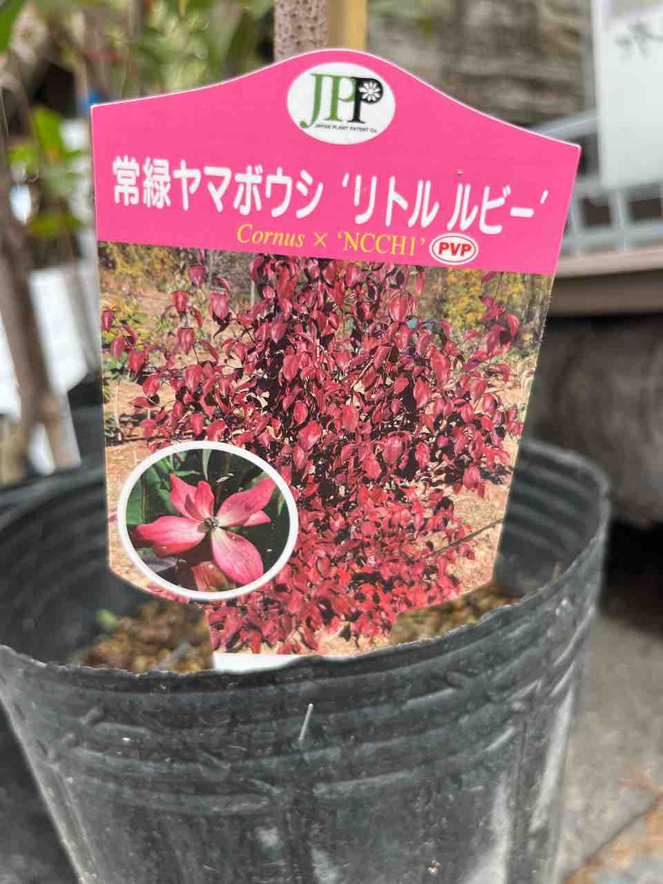 常緑ヤマボウシ リトルルビー南坊園一宮市 : 南坊園のブログ