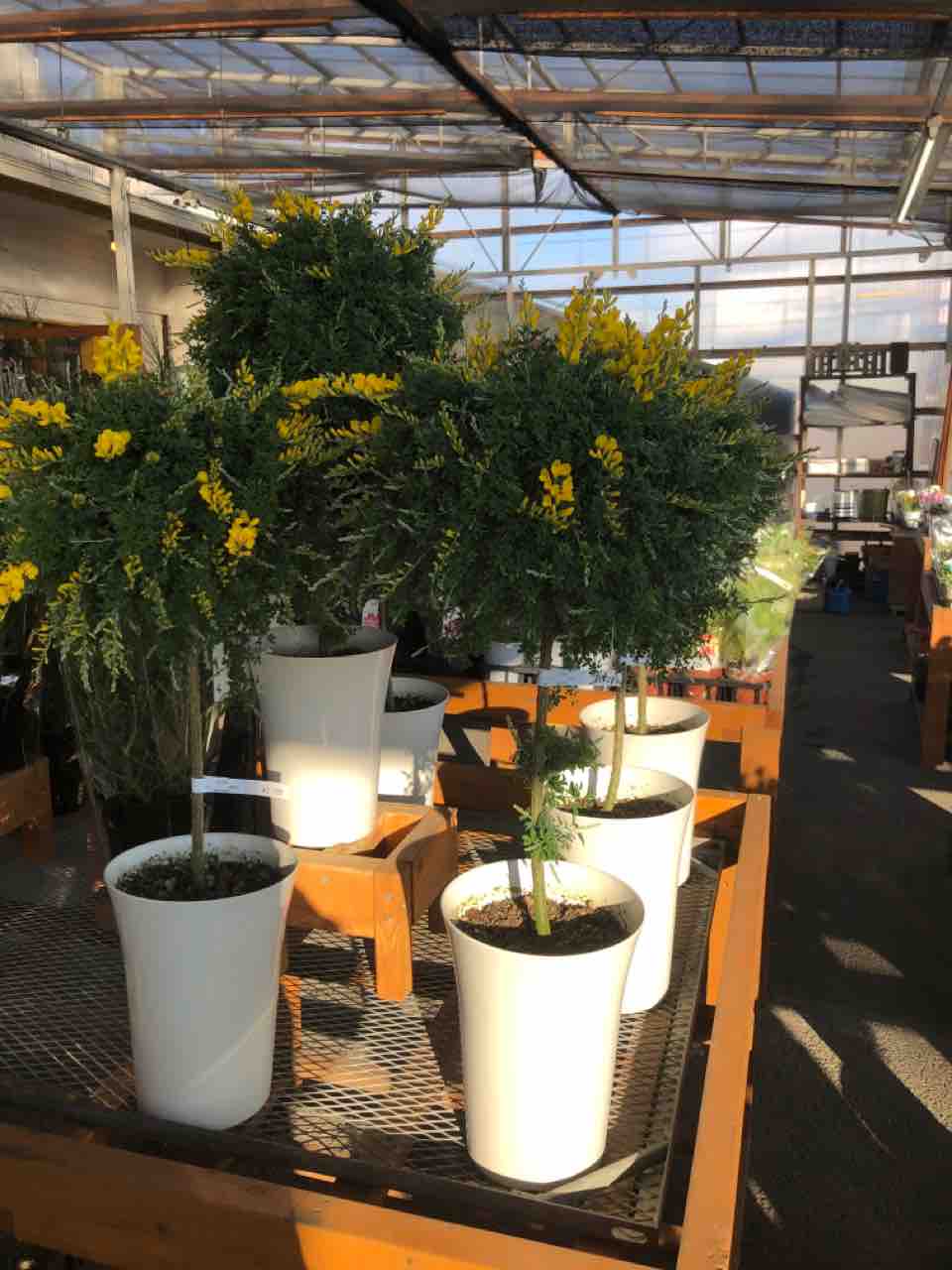 エニシダ入荷 南坊園一宮市 南坊園のブログ