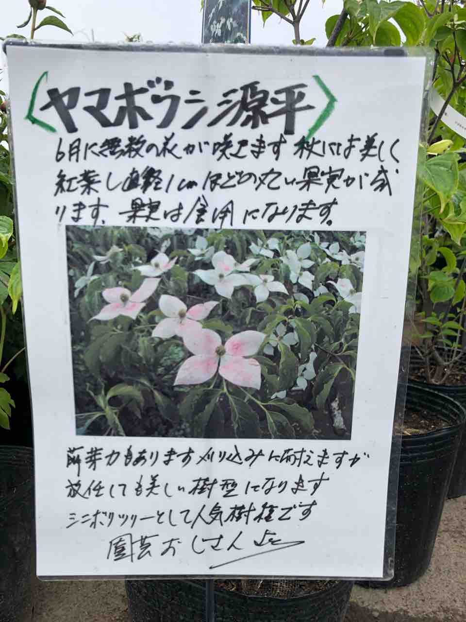 源平ヤマボウシ入荷 南坊園一宮市 南坊園のブログ
