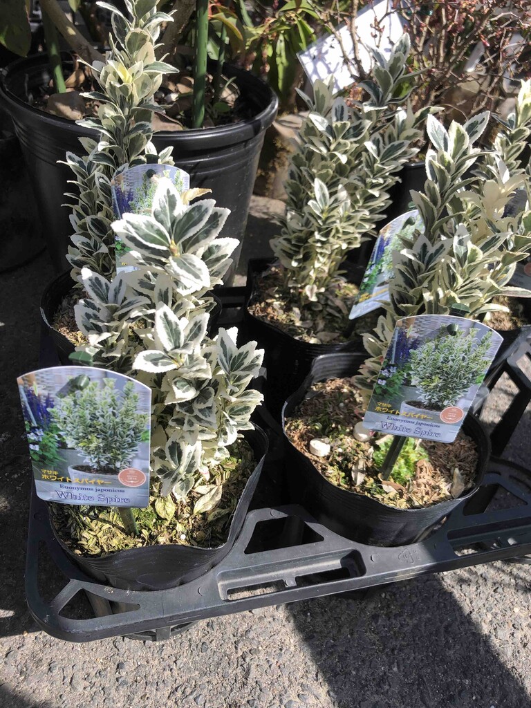 マサキ ホワイトスパイヤー入荷 南坊園一宮市 南坊園のブログ マサキ ホワイトスパイヤー入荷 南坊園一宮市 南坊園のブログ