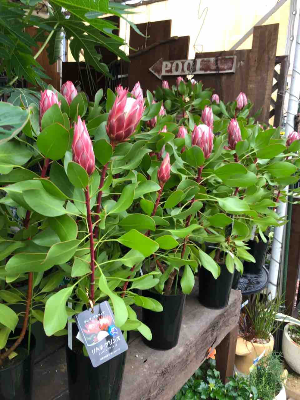 キングプロテア リトルプリンス入荷 南坊園一宮市 南坊園のブログ