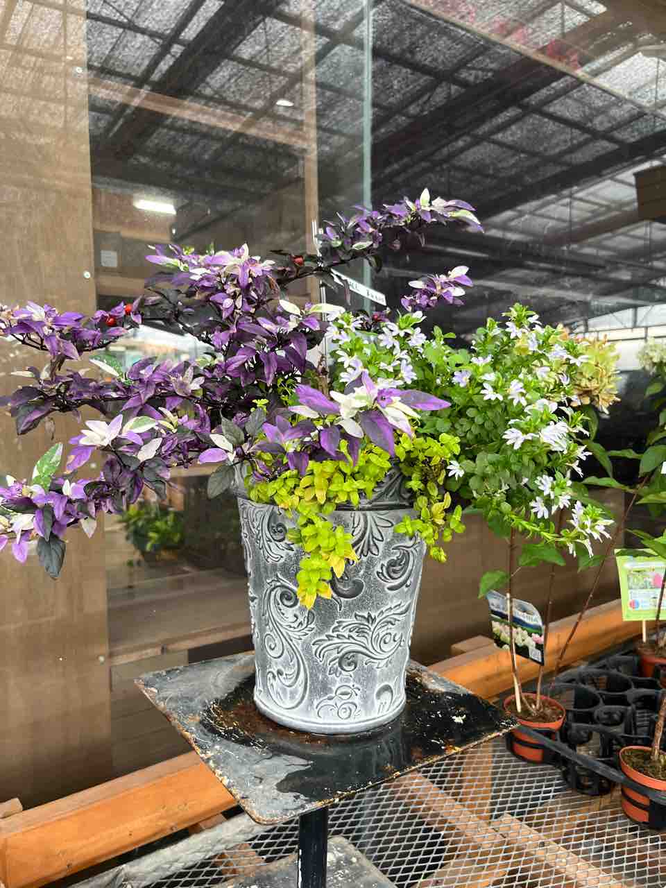 観葉植物 斑入り トウガラシ♡寄植えにも！！
