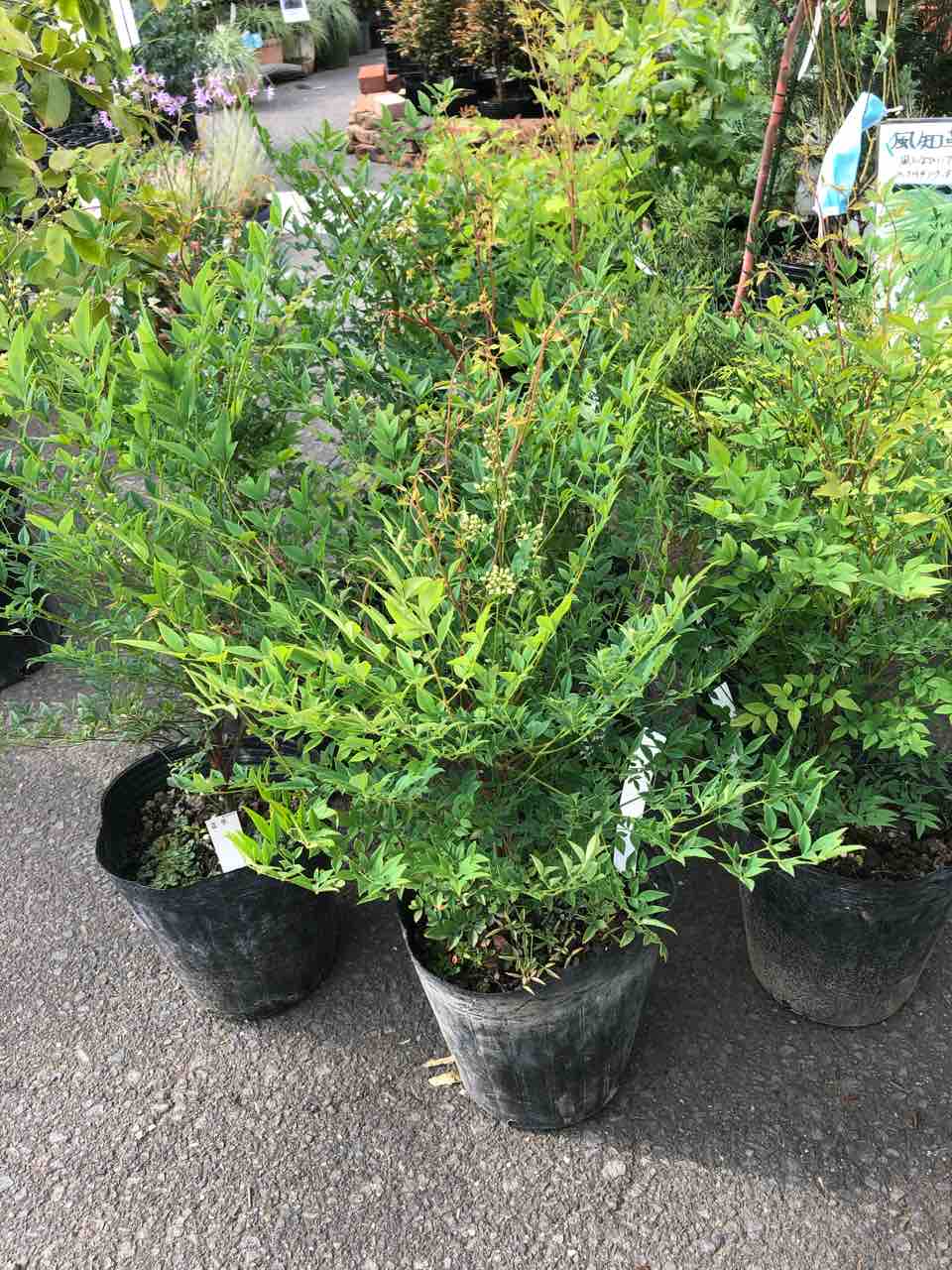 姫南天 入荷 南坊園 一宮市 南坊園のブログ