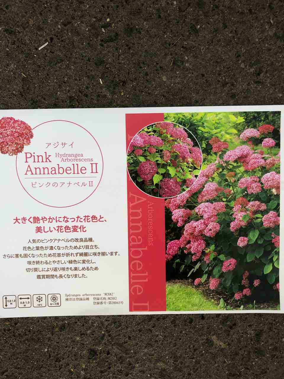 ピンクのアナベル入荷 南坊園一宮市 南坊園のブログ