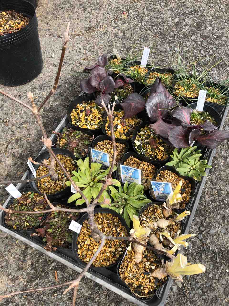 お探しの山野草あります お探しの山野草あります 【公式通販】