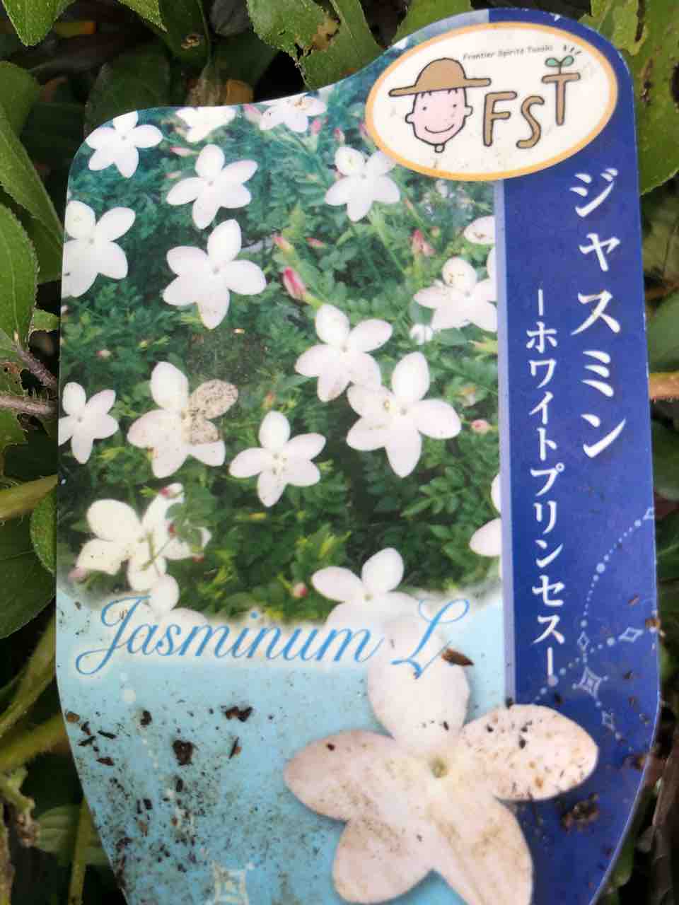 ジャスミンホワイトプリンセス開花 南坊園一宮市 南坊園のブログ