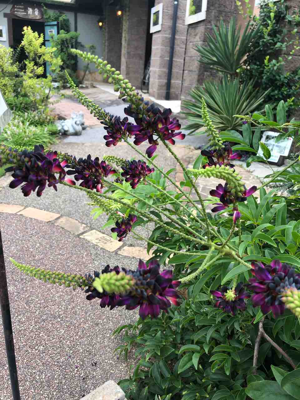 サツマサッコウフジの花が咲いてます 南坊園 一宮市 南坊園のブログ
