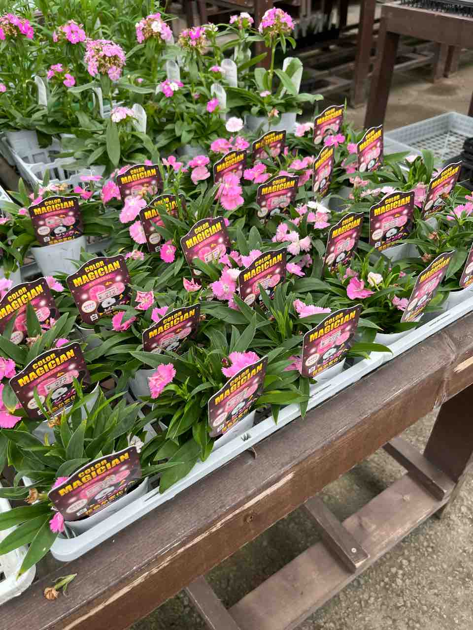 カラーマジシャン入荷 南坊園一宮市 : 南坊園のブログ