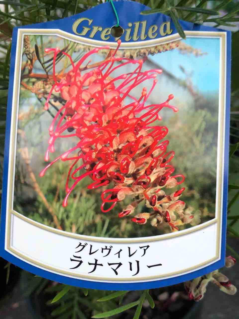 グレビレアラナマリー入荷 南坊園一宮市 : 南坊園のブログ