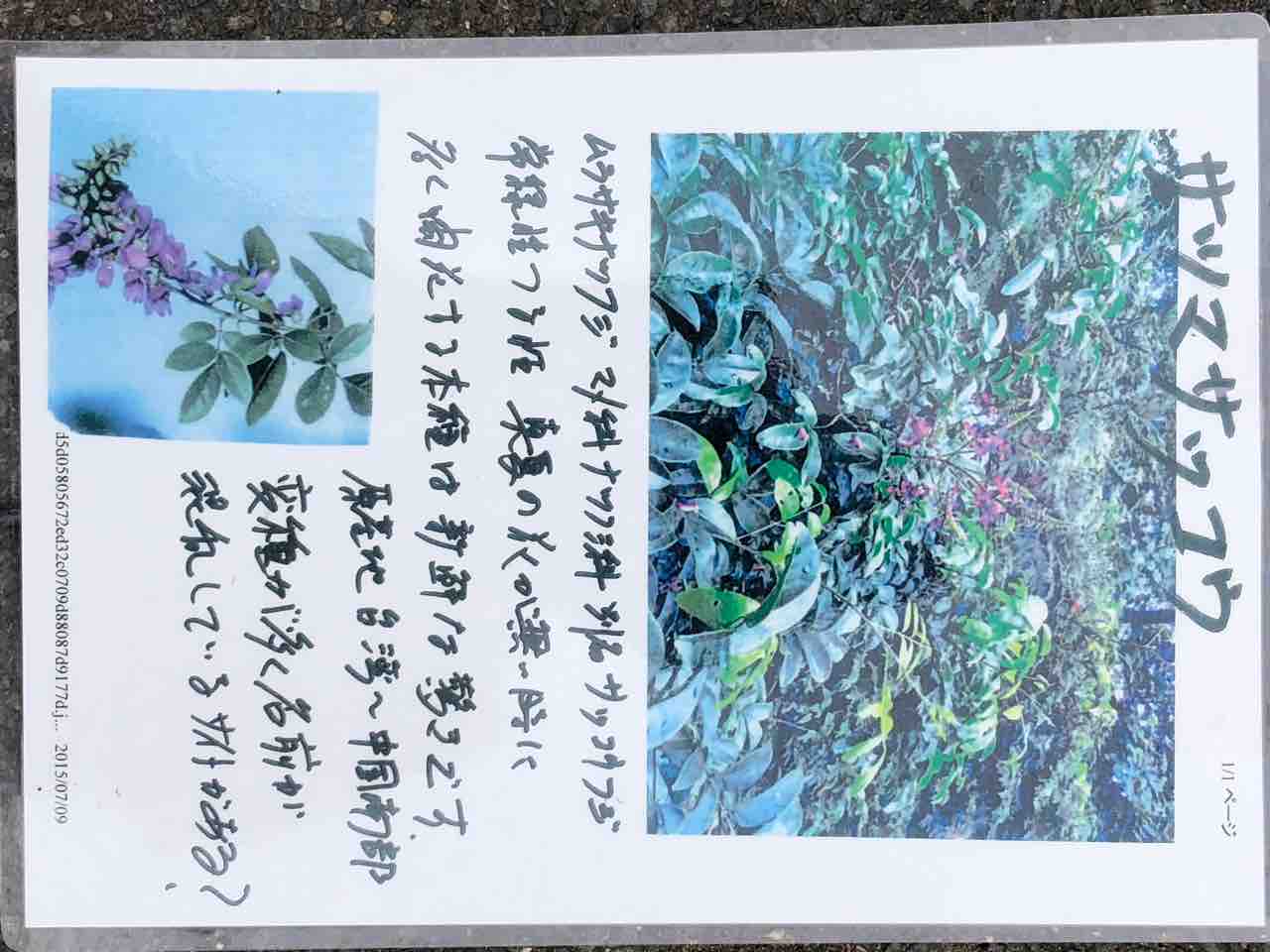 サツマサッコウフジの花が咲いてます 南坊園 一宮市 南坊園のブログ