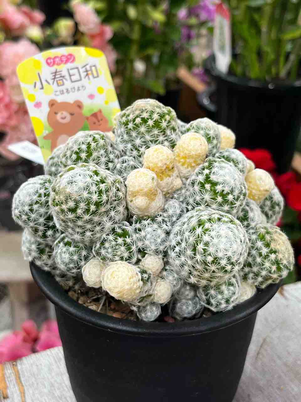 サボテン小春日和入荷 南坊園一宮市 : 南坊園のブログ