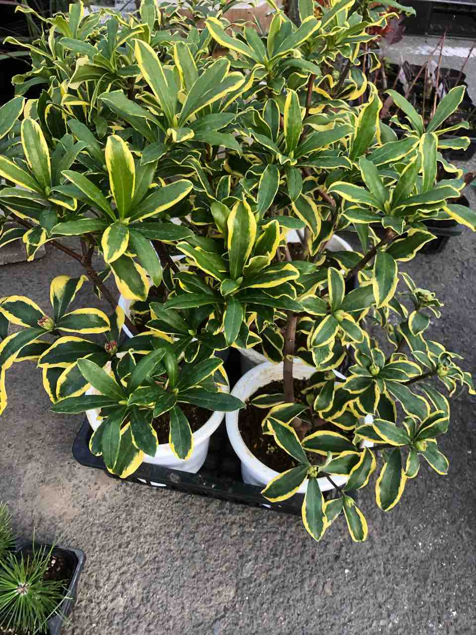 沈丁花前島入荷 南坊園一宮市 南坊園のブログ