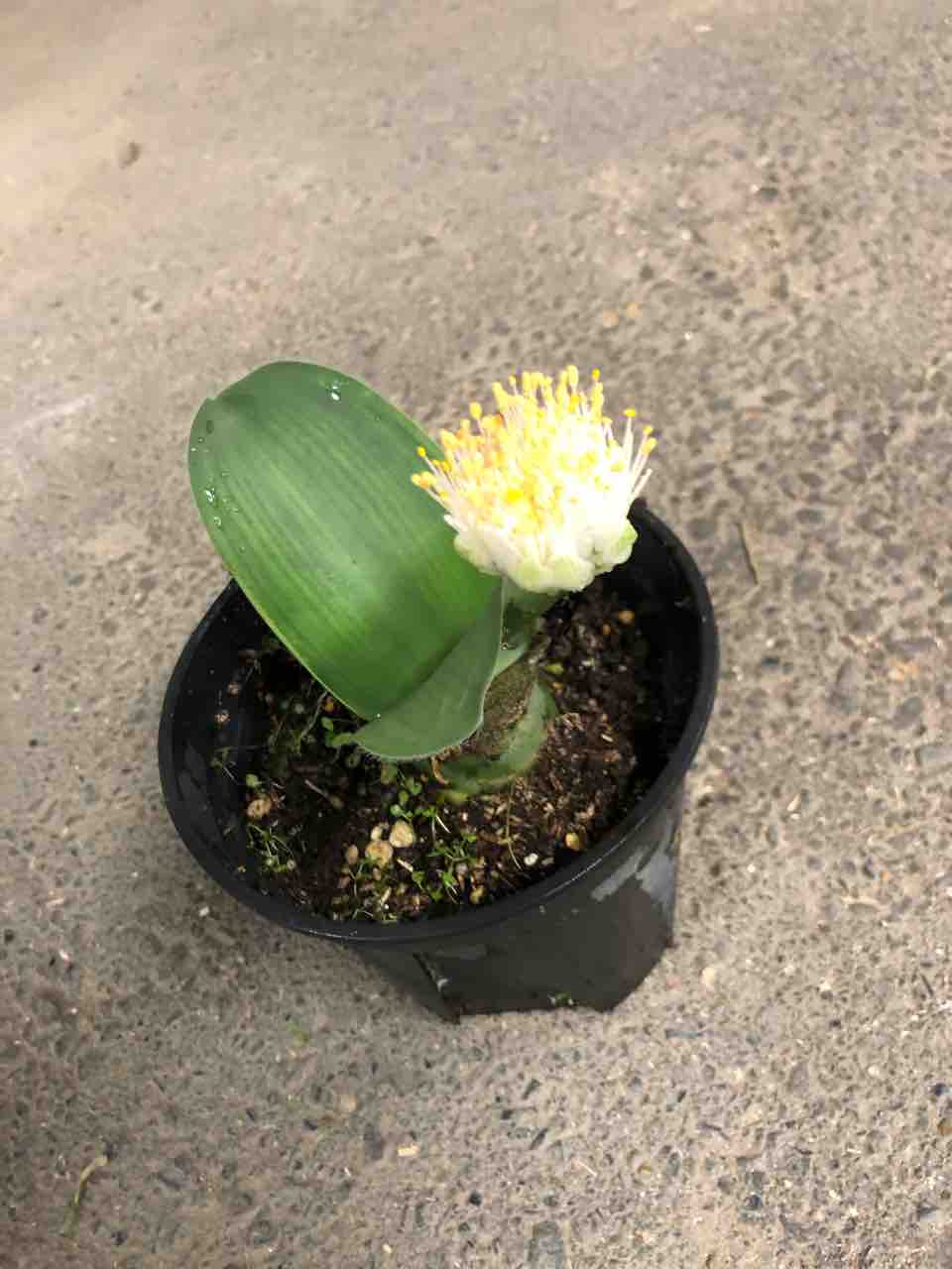 マユハケオモト入荷 南坊園一宮市 南坊園のブログ マユハケオモト入荷 南坊園一宮市 南坊園のブログ