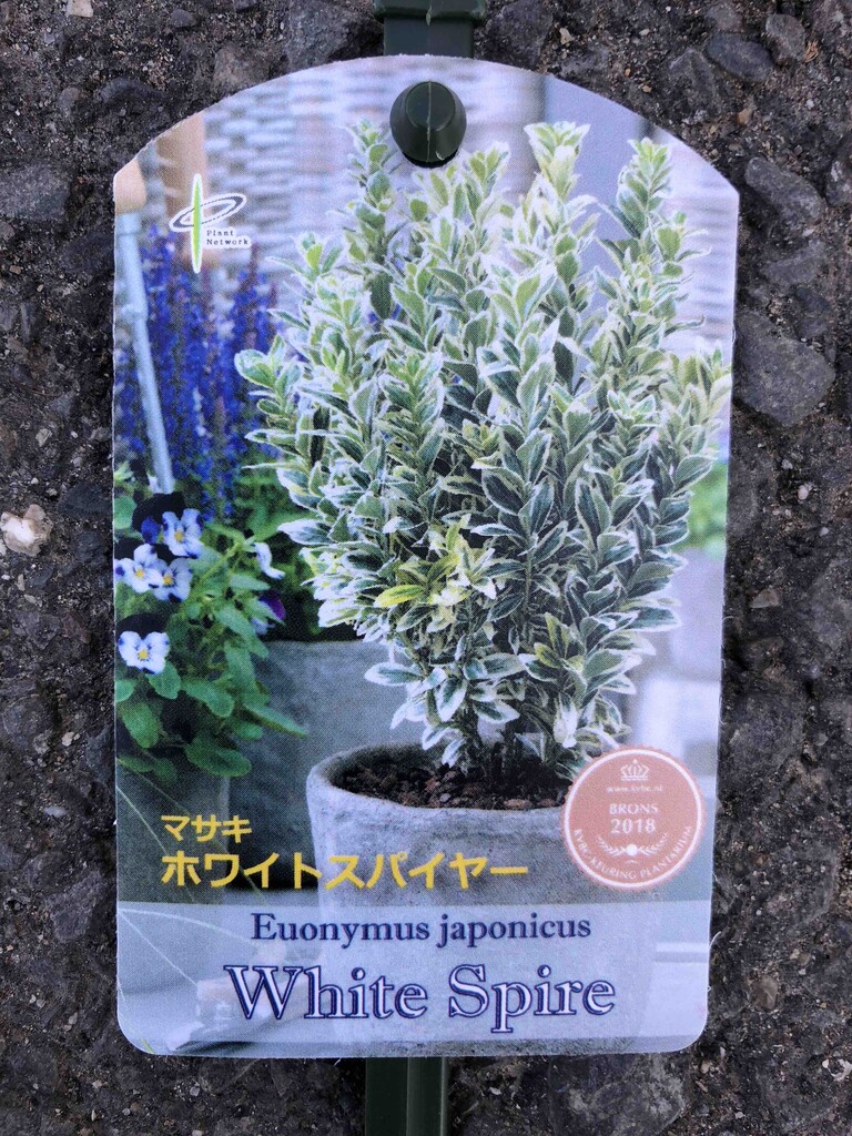 マサキ ホワイトスパイヤー入荷 南坊園一宮市 南坊園のブログ マサキ ホワイトスパイヤー入荷 南坊園一宮市 南坊園のブログ