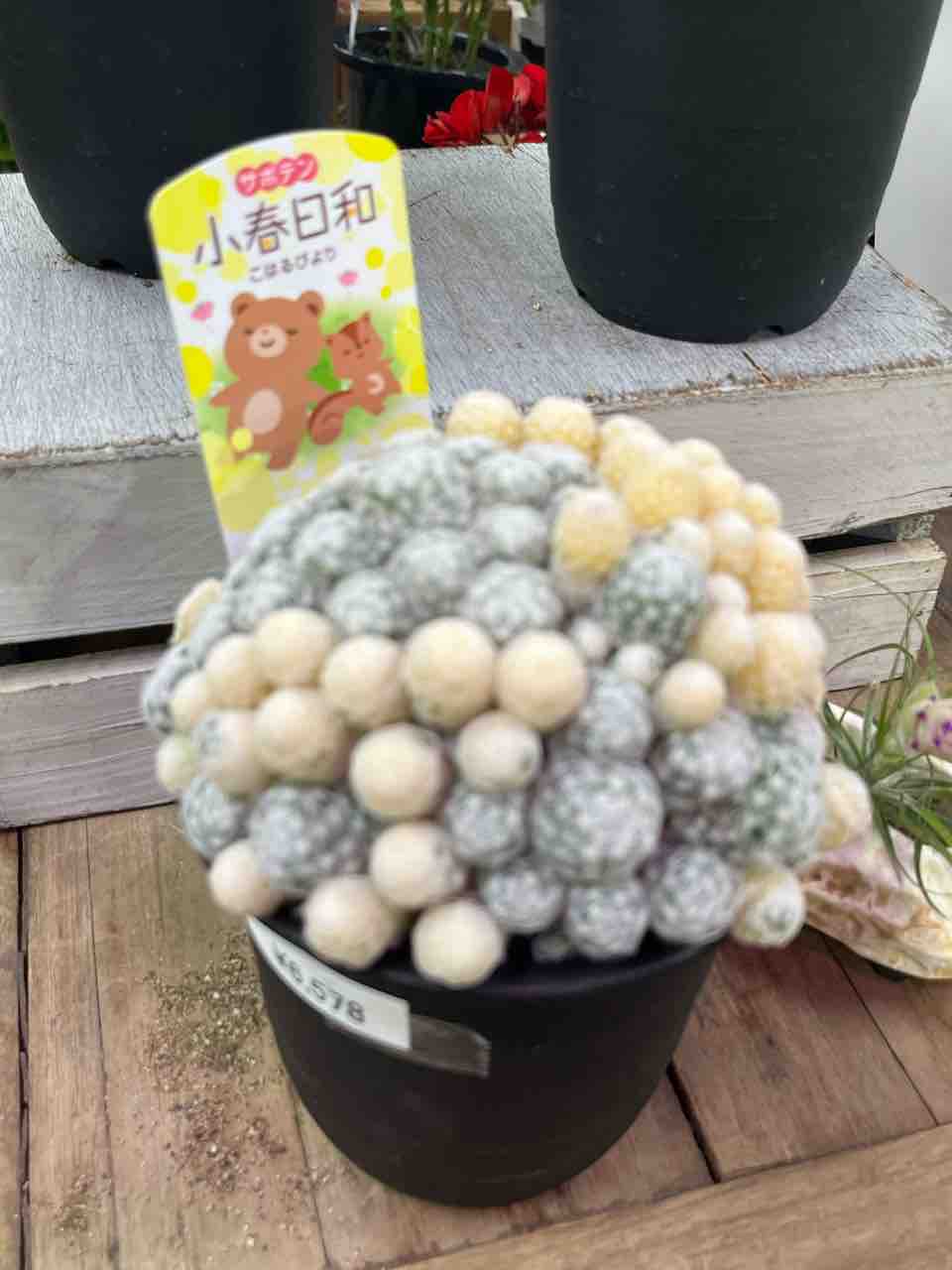 サボテン小春日和入荷 南坊園一宮市 : 南坊園のブログ