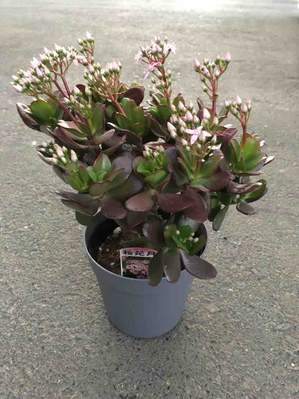 桜花月 お金のなる木 入荷 南坊園 一宮市 南坊園のブログ