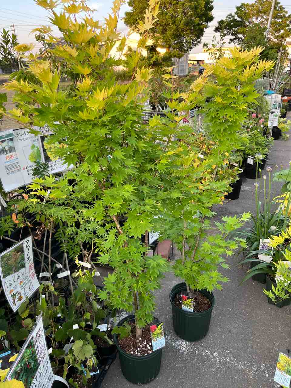 オオイタヤメイゲツジョーダン入荷 南坊園一宮市 : 南坊園のブログ