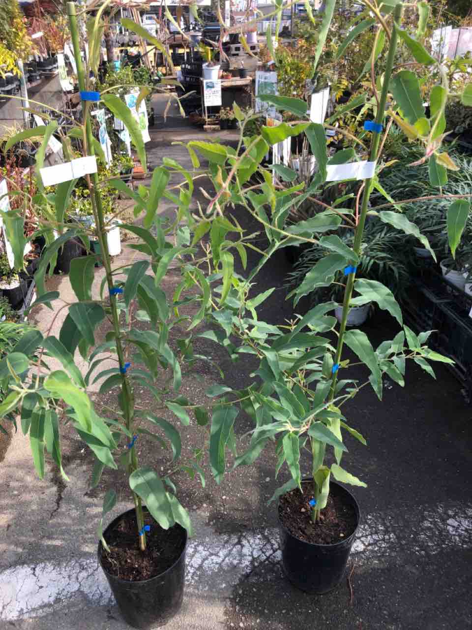 レモン ユーカリ入荷 南坊園一宮市 南坊園のブログ