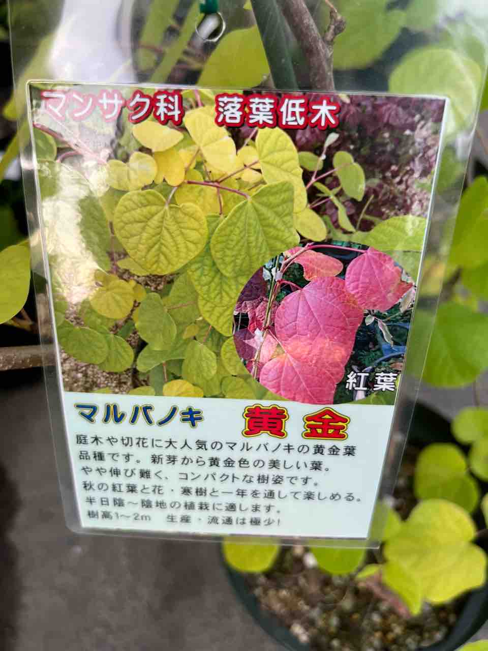 マルバノキ 【品番3514】 マルバノキ | 取扱樹木 | 稲沢市の愛知農園